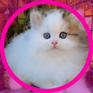 Meet your Posher, Rose